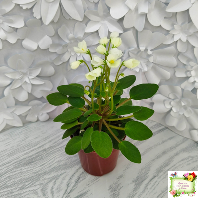 Chantaspring (R. Р. Hair) 1996 г. трейлер