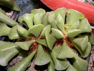 Adromischus poellnitzianus (3 листа без корней)