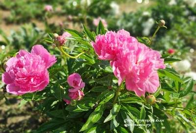 Пион Bouquet Perfect (Букет Перфект)