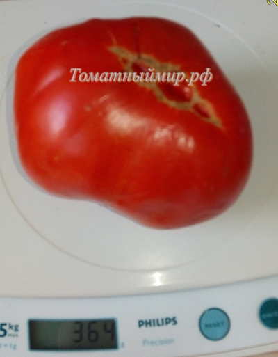 Томат Итальянское дерево (Italian Tree) Италия