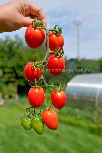 Томат Алма-Атинский Красный Тюльпан, 10 шт.