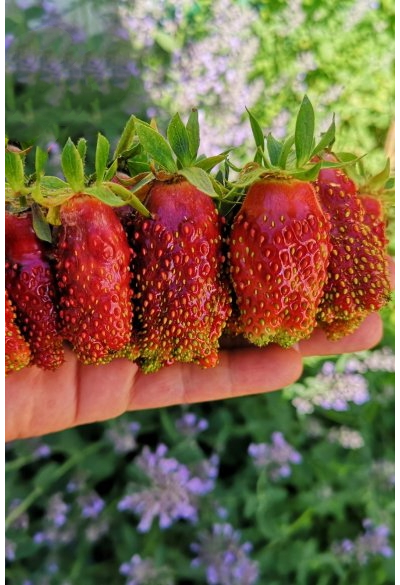 Земклуника Купчиха