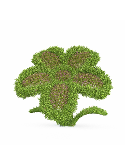 стриженые Бакопа раскидистая Bacopa diffusa 2