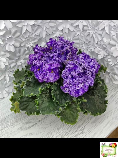 АВ-Озерная Фея (Фиалковод) 2017 г.