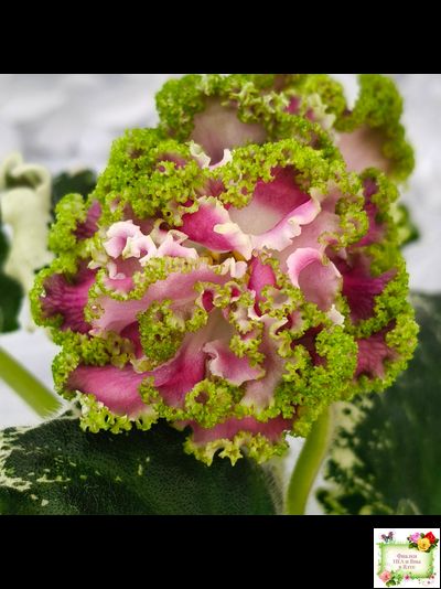 МТ-Античная Брошь (М. Тотиева) 2025 г.