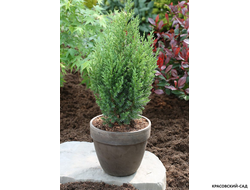 Можжевельник китайский Стрикта купить в Москве