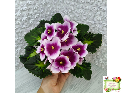 ЛФ-Посмотри в Глаза (Л. Федосеева) 2022 г.