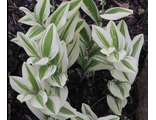 Polygonatum odoratum 'Angel Wing'