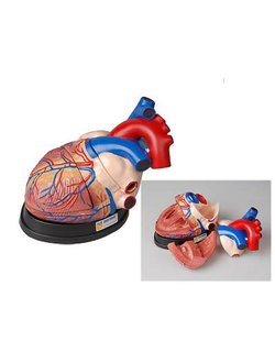 Модель сердца в разрезе (демонстрационная)