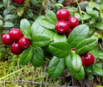 Гидролат Брусники (Vaccinium vitis-idaea) 100 мл
