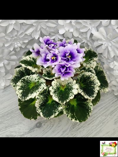 Р-Дурман (В. Зуб) 2020 г. (лист с детками укоренённый)