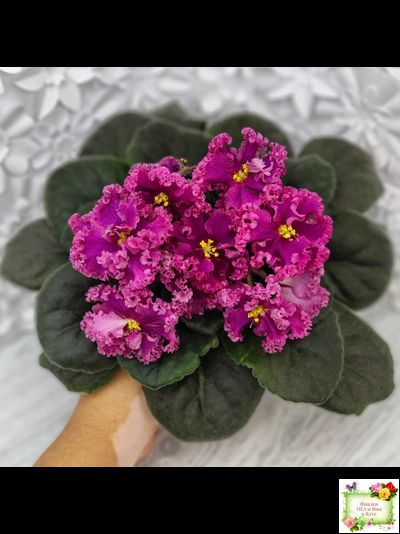 ЛФ-Дарья (Л.Федосеева) 2017 г. (пасынок укоренённый)