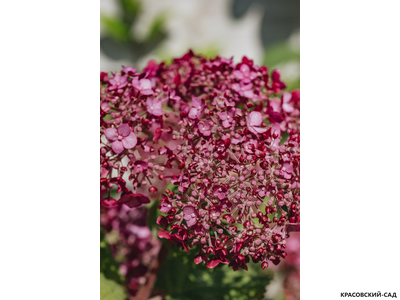 Гортензия древовидная Свит Аннабель