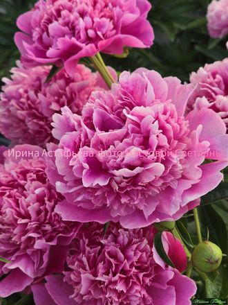 Ирина Астафьева