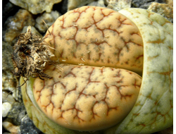 Lithops gracilideliniata ssp.brandbergensis C383 - 10 семян