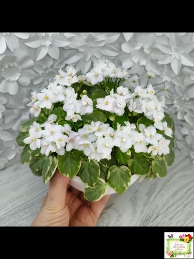 Ва-Банк (Л. Мещерякова) листовая химера (стартер сорт)