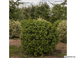 Топиар Дерен Флавирамея в форме шара - Flaviramea