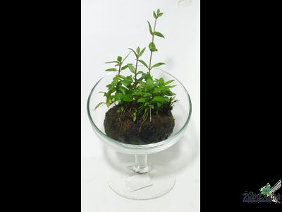 Кочка питательная Ваби-Куса