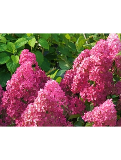 Гортензия Фрайз Мельба (Fraise Melba)