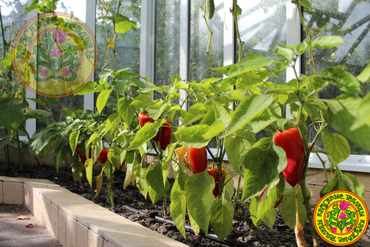 Грядка в оранжерее модели “Лондон”