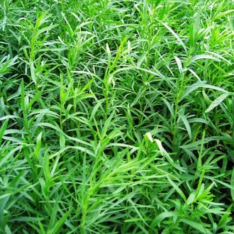 Эстрагон, Тархун (Artemisia dracunculus) Иран, 5 мл - 100% натуральное эфирное масло