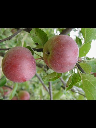 Сябрына (яблоня)