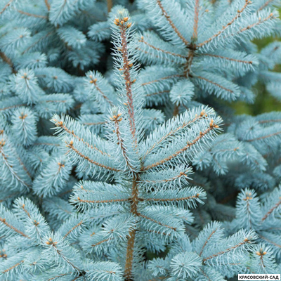 Ель колючая Глаука - фотография иголок - красовский-сад.рф