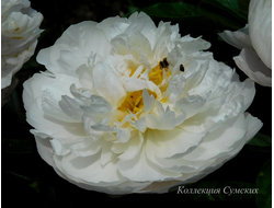 Пион Miss America (Мисс Америка)