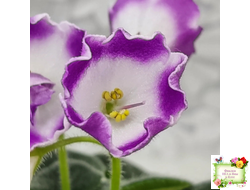 SimSim Magic Bells (Alex Mayer) (лист посажен 07.10.25)