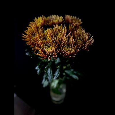 Хризантема одноголовая 9 шт