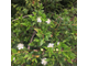 Мирт (Myrtus communis) зеленый, листья (5 мл) - 100% натуральное эфирное масло