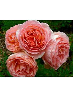 Абрахам Дерби (Abraham Darby)