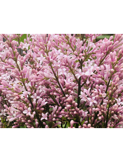 сирень венгерская