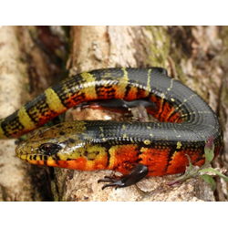 Доминиканский диплоглосс (Diploglossus monotropis)