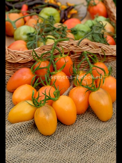 Томат Orange Roma (Оранжевый Римский), 10 шт