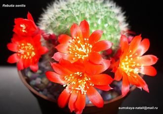 Rebutia senilis (красные цветки) - 5 семян