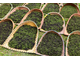 Литсея кубеба (Litsea cubeba) плоды, Индонезия (5 мл) - 100% натуральное эфирное масло