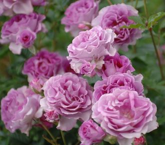 Лаванд Парфюмэ( Lavande Parfumee) роза