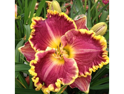 Лилейник Дария (Daria)