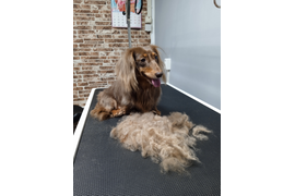 Кроличья такса МИЛЛИ