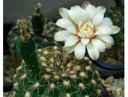 Gymnocalycium stellatum v.flavispinum (Чехия) - 5 семян