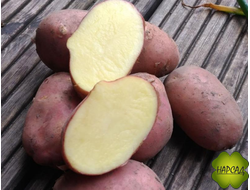 КАРТОФЕЛЬ СЕМЕННОЙ ЭЛИТА "РЕД СКАРЛЕТ" (САМЫЙ СТАБИЛЬНЫЙ СОРТ, ЛЕЖКАЯ) 2 кг в наличии с 20.02 по 15.03