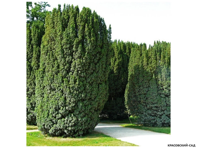 Тисс ягодный Фастигиата - Fastigiata