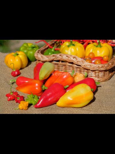 Перец сладкий Испанский Рико, 10 шт
