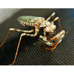 Богомол малый дьявольский цветок (Blepharopsis mendica)