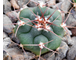 Gymnocalycium mostii v.miradorense VG-463 (D=15-18мм)