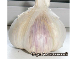 ЧЕСНОК "АЛЕКСЕЕВСКИЙ ГИГАНТ"