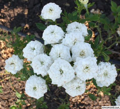 Роза миниатюрная Вайт - Rosa miniature White