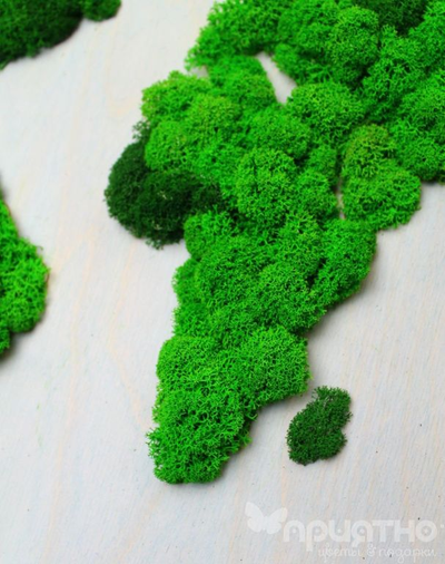 ЖИВАЯ ЭКО-КАРТИНА 1041