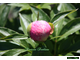 Paeonia Roselette